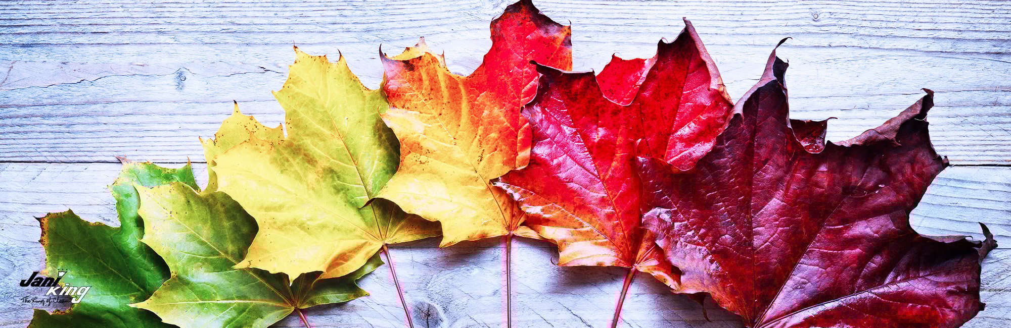 Seasons changing by the color of leaves.